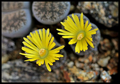 Lithops Lesliei venteri "maraisii"