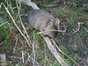 wombat on the move