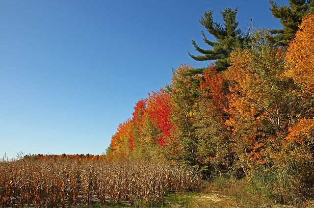 L'automne à son plus beau