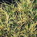 Chamaecyparis pisifera Filifera Sungold