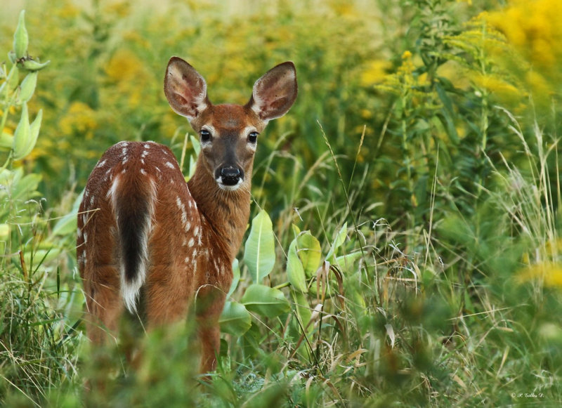 Bambi est curieux