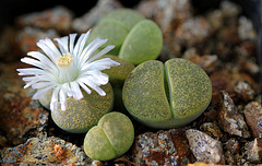 Lithops  lesliei "albinica" C36 A