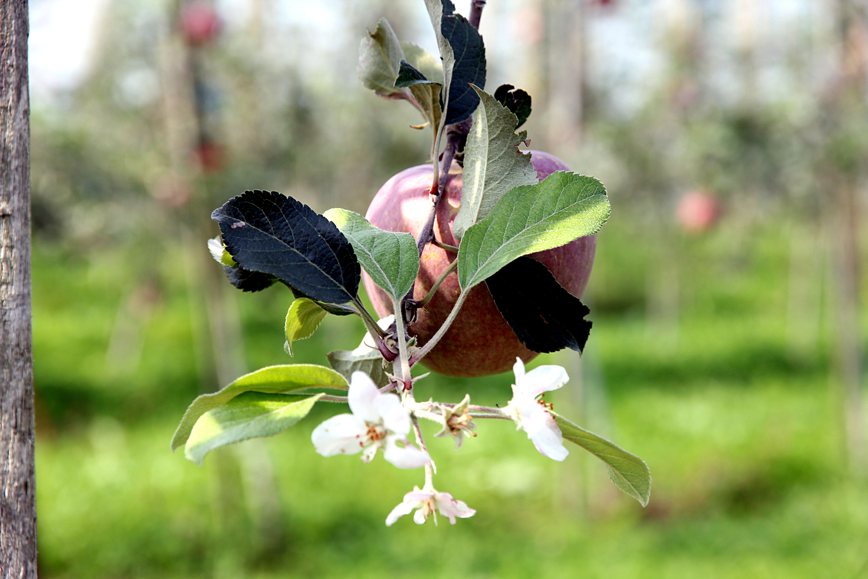 Apfel + Blüte = die Natur spielt verrückt