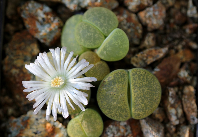 Lithops  lesliei "albinica" C36 A