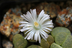 Lithops  lesliei "albinica" C36 A