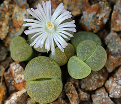 Lithops  lesliei "albinica" C36 A