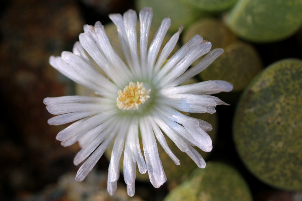 Lithops  lesliei "albinica" C36 A