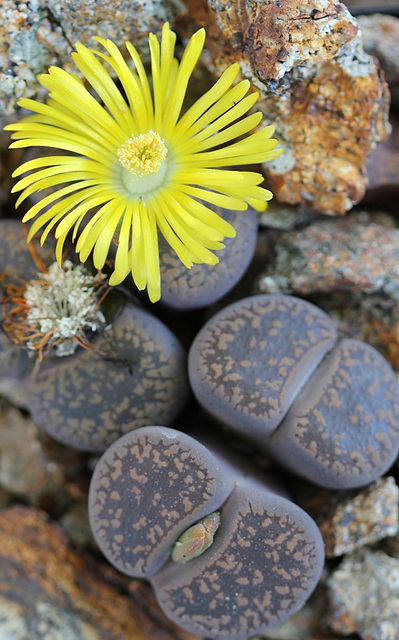 Lithops aucampiae aucampiae Kuruman form-C 325