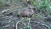 wombat on the move