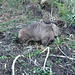 wombat on the move