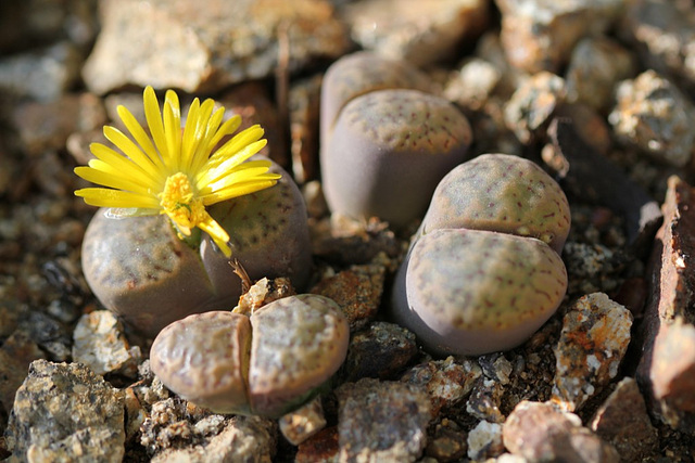 Lithops bromfieldi v. glaudinae C393