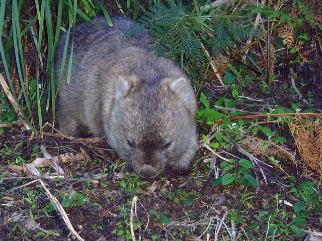 wombat on the move