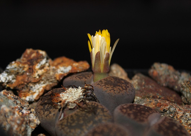 Lithops aucampiae aucampiae Kuruman form-C 325