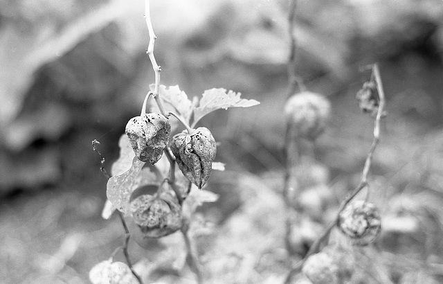 Dried Chinese lantern plant