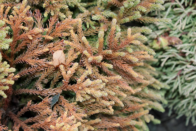 Cryptomeria japonice globosa nana