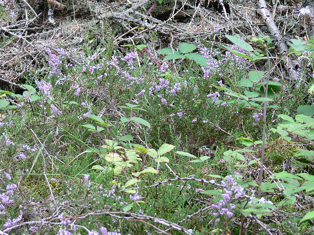 Heidekraut im Wald