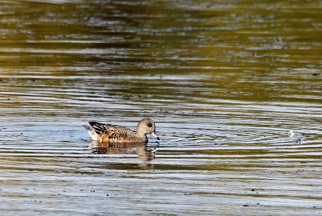 Canard d'Amérique ( femelle )