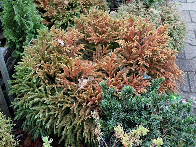 Cryptomeria japonice globosa nana (2)