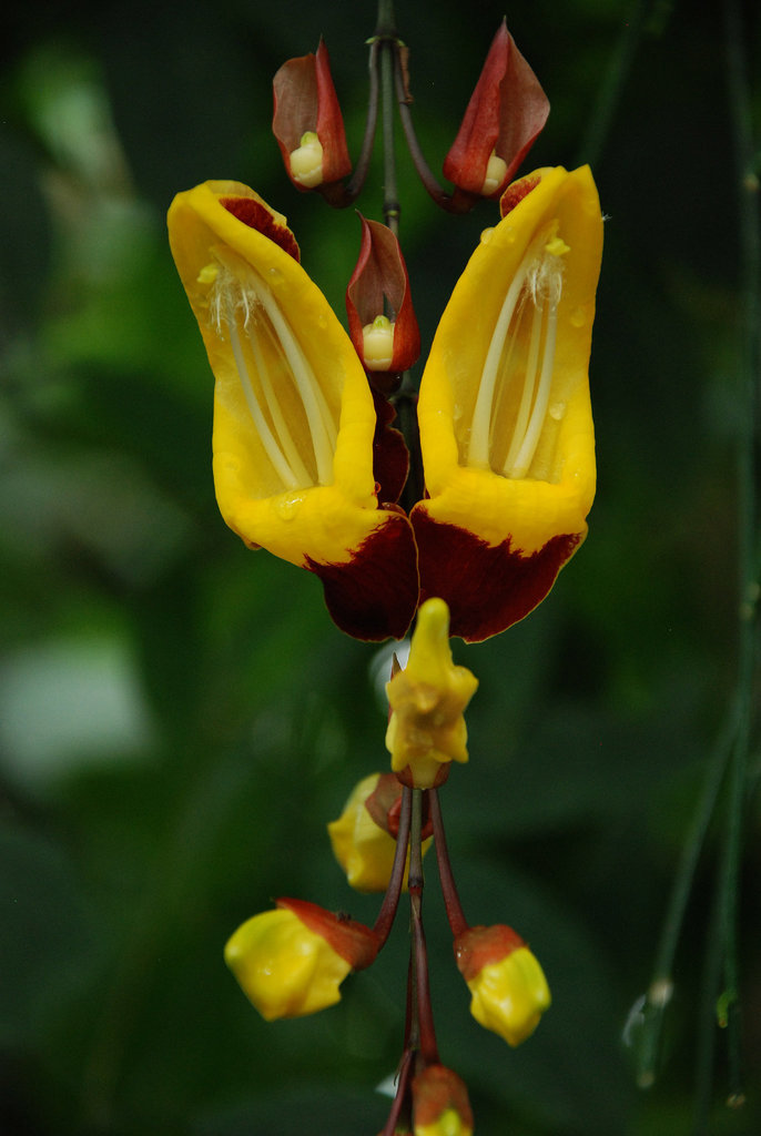 Jardin des Plantes