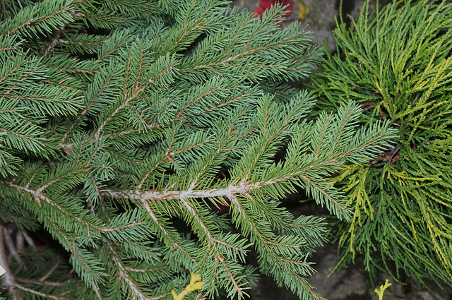 Picea abies Formanek (2)