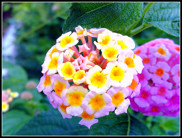 Florecillas.