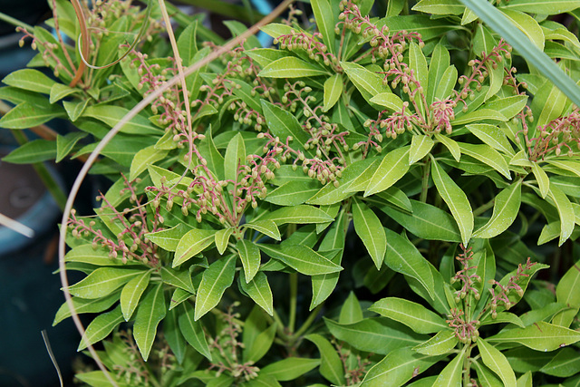 Pieris japonica purity