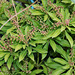 Pieris japonica purity