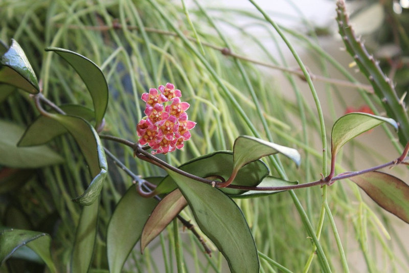 Hoya davidcummingii