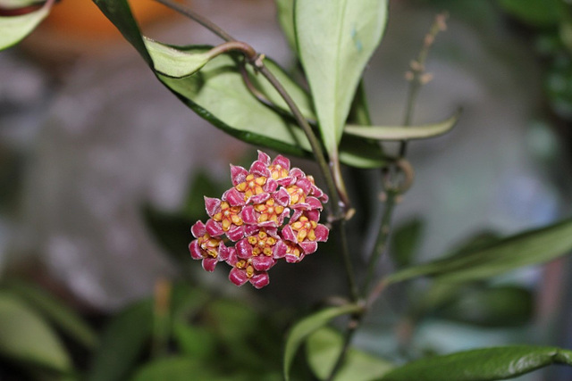 Hoya davidcummingii 2