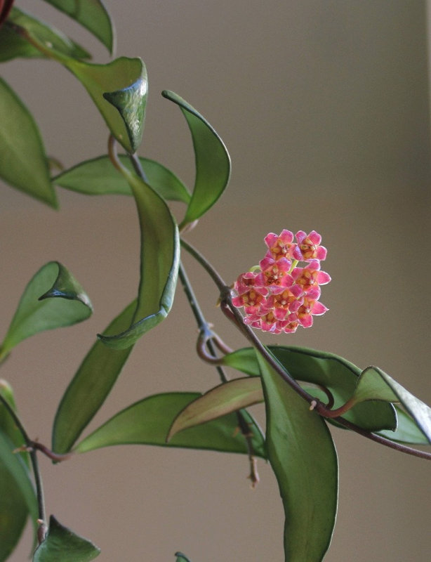 Hoya davidcummingii 3