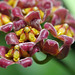 Hoya davidcummingii 6