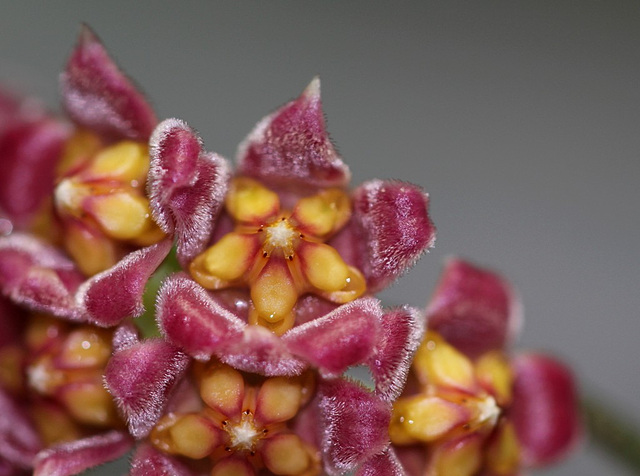 Hoya davidcummingii 7