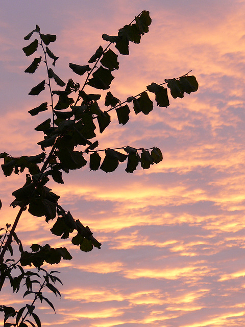 farbige Wolken am Abendhimmel