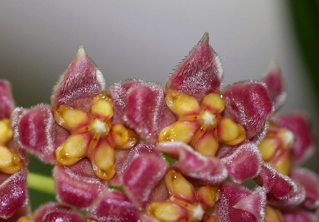 Hoya davidcummingii 9