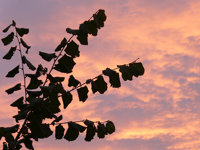 farbige Wolken am Abendhimmel