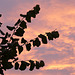 farbige Wolken am Abendhimmel