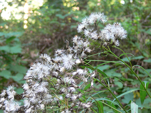 Blümchen im Wald