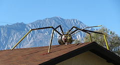 Rooftop Insect (2468)