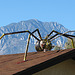 Rooftop Insect (2468)