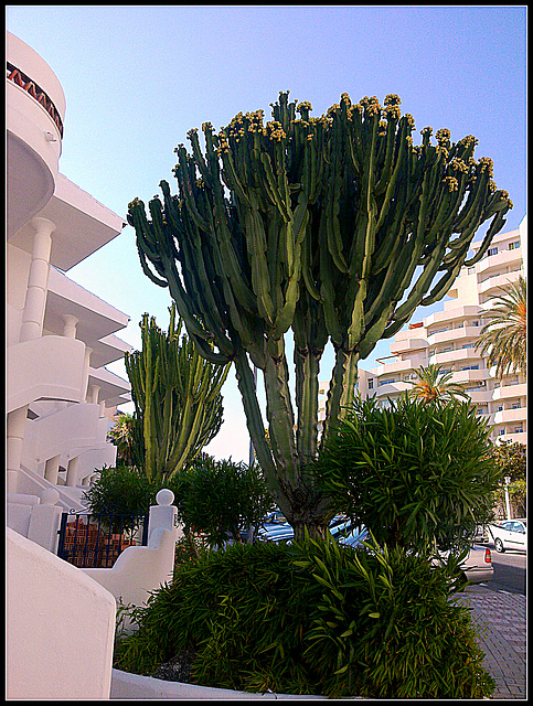 Benalmádena (Málaga).