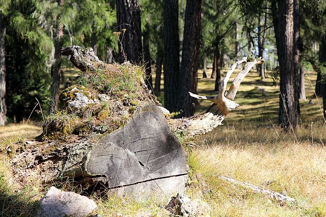 Wald - Schneckenpost