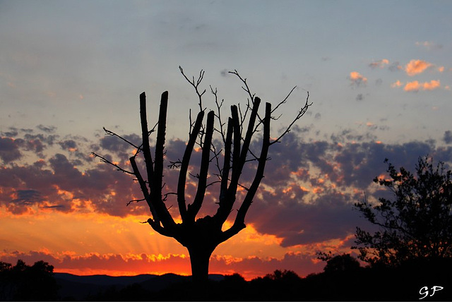 l  'arbre mort est encore vivant