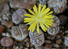 Lithops dorothea