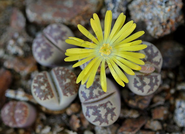 Lithops dorothea