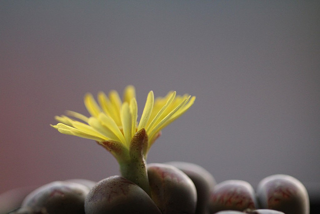 Lithops dorothea