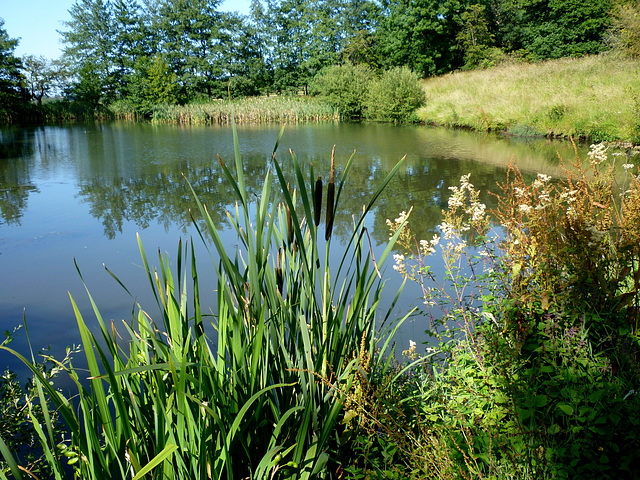 Pond