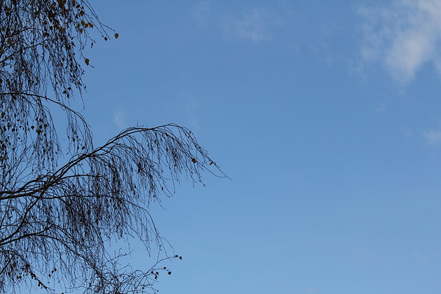 Elegance de bouleau