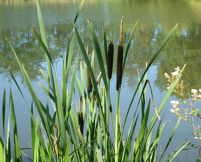 Bullrushes