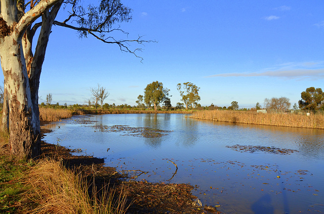 Winter. Morning light on billabong