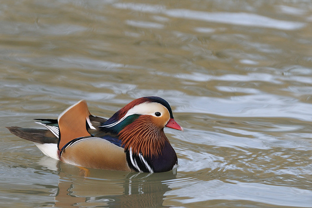 Canard mandarin mâle